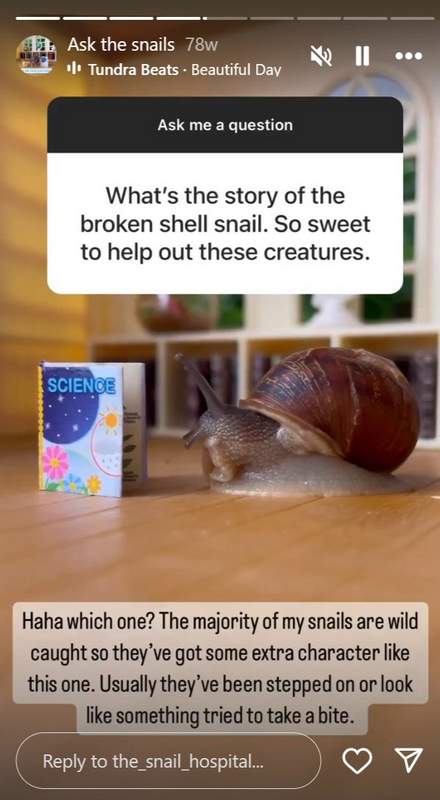 The Snail Hospital instagram story