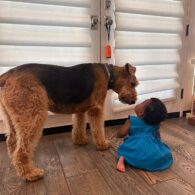 Uzo Aduba's pet Mr. Fenway Bark