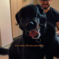 Victor Dorobantu's pet Labrador