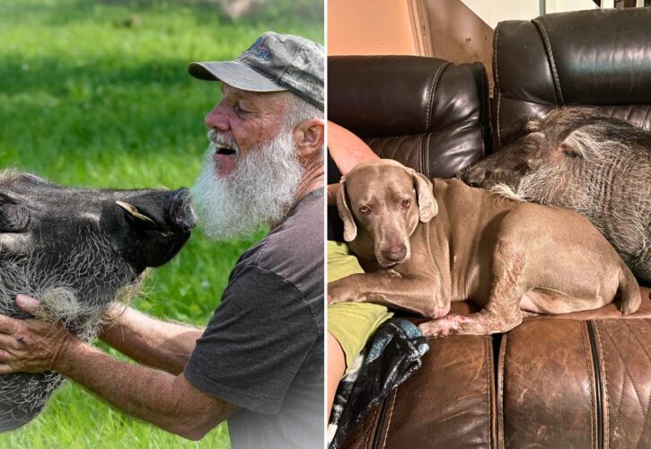 Wallace, the Beloved Rescue Warthog Influencer, Has Tragically Passed Away