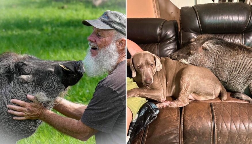 Wallace, the Beloved Rescue Warthog Influencer, Has Tragically Passed Away