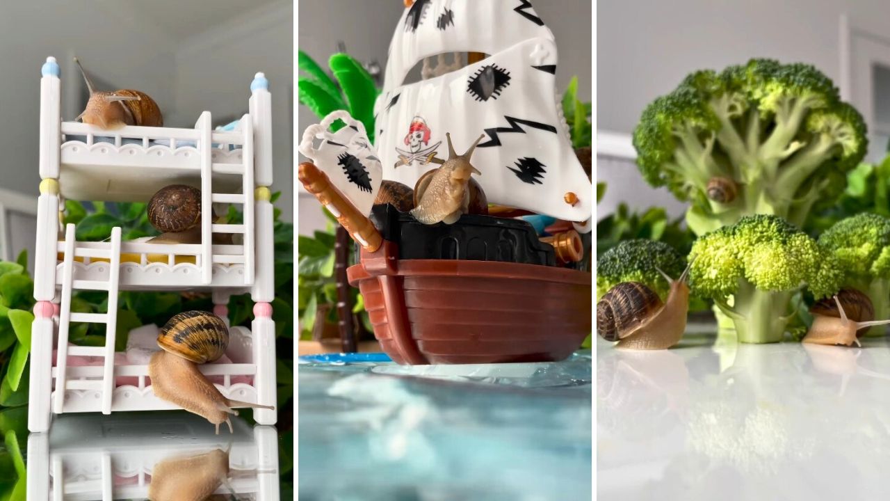 Welcome to the Snail Hotel Where Injured Snails Can Heal and have fun