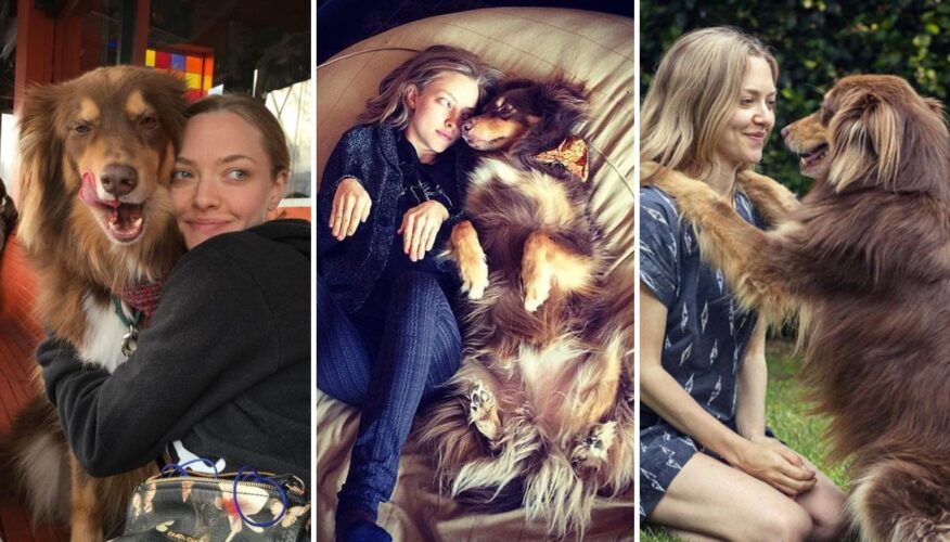 Amanda Seyfried Shares How Vital Her Rescue Dog Finn Has Been to Her Life and Career