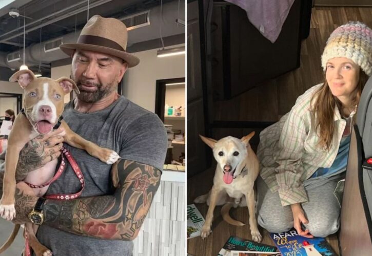 Dave Bautista and Drew Barrymore Team up for the ASPCA’s 'The Rescue Effect' for 'Adopt a Shelter Dog' Month