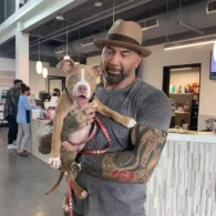 Dave Bautista's pet Rescue Dog and Adoption Advocacy