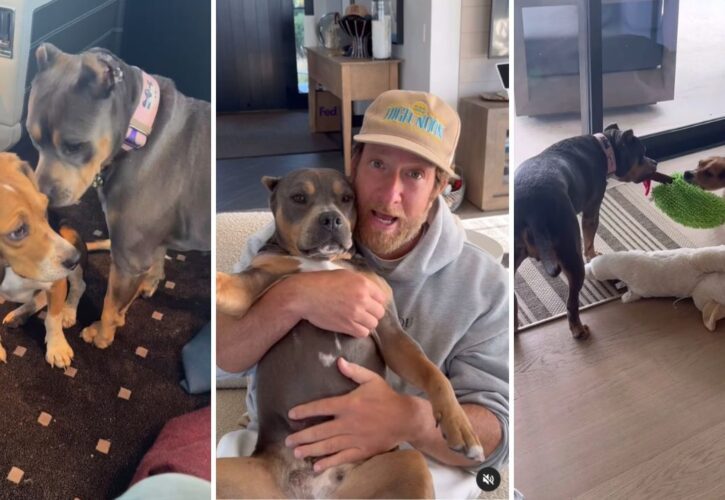 Dave Portnoy Adopts Pete the Beagle, Becomes Instant Best Friends With His Rescue Pittie Miss Peaches