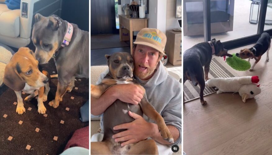 Dave Portnoy Adopts Pete the Beagle, Becomes Instant Best Friends With His Rescue Pittie Miss Peaches