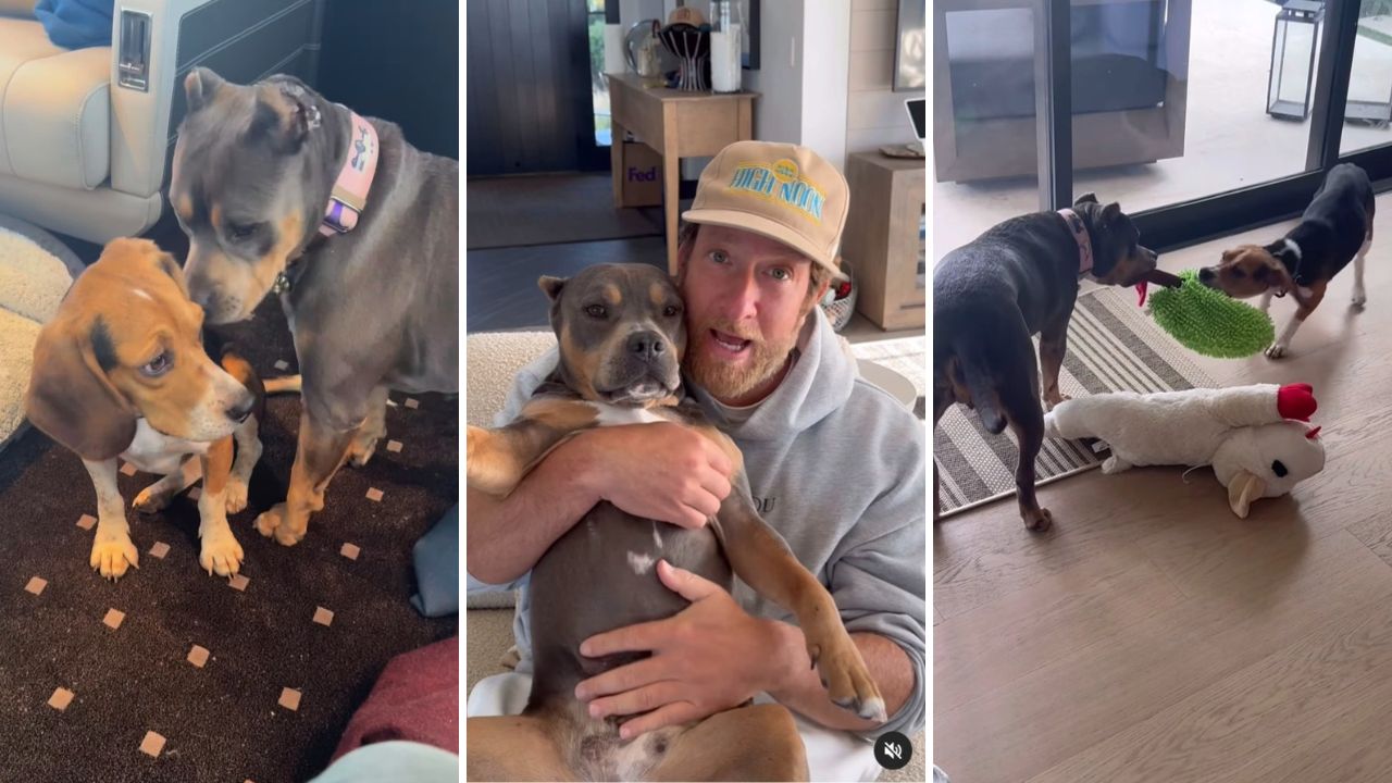 Dave Portnoy Adopts Pete the Beagle, Becomes Instant Best Friends With His Rescue Pittie Miss Peaches