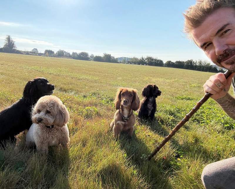 David Beckham walking his dogs at his farm mansion estate in Cotswolds England