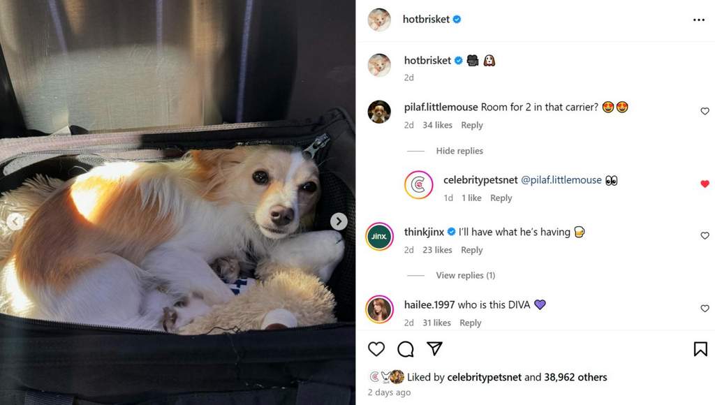 Demi Moore dog commenting on Glen Powell dog Instagram