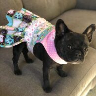 Bitsie Tulloch's pet Henry