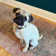 Bitsie Tulloch's pet Marvin