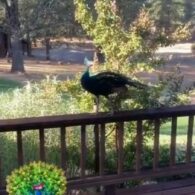 Guy Fieri's pet Peacocks