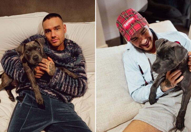 Liam Payne’s Devastated Fans Are Worried About His New Pitbull Puppy Stanley