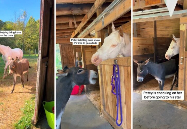 Meet Petey the Seeing Eye Donkey and His BFF Luna the Blind Horse