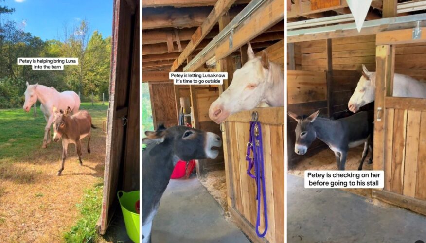 Meet Petey the Seeing Eye Donkey and His BFF Luna the Blind Horse