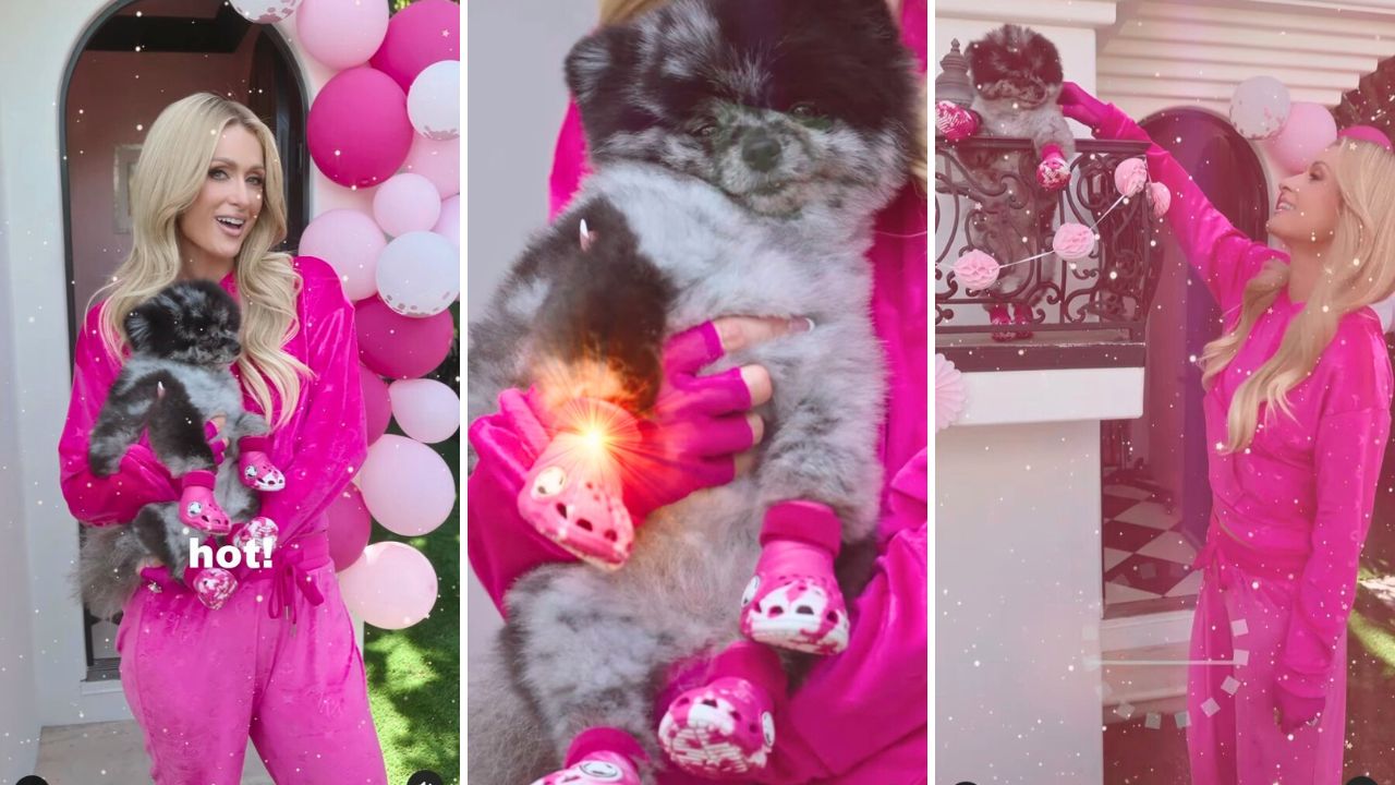 Paris Hilton Dogs Model New Croc Dog Clogs and Gives Tour of $325K Doggy Mansion