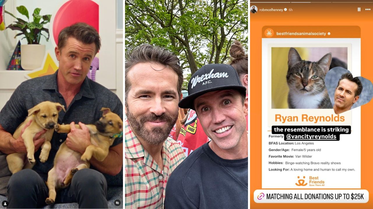 Rescue Pets Were Named After Ryan Reynolds to Celebrate His Birthday