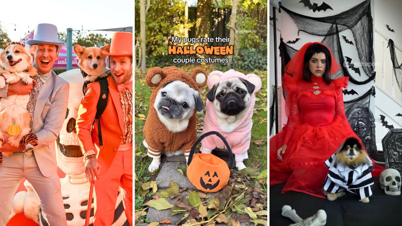 Top 10 Dog Influencer Halloween Instagram Posts - 2024 Edition