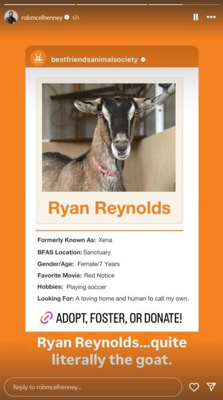 adoptable goat named Ryan Reynolds