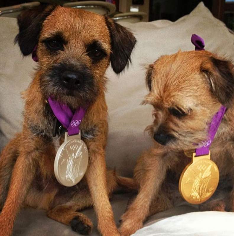 Andy Murray dogs wearing his Olympic medals