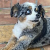 Annaleigh Ashford's pet Gracie