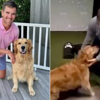 Eli Manning's pet Hank