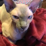 Erick Avari's pet Sphynx Cat