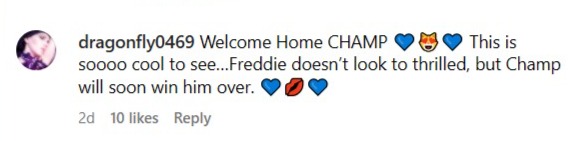 Freddie Freeman cat adoption comment