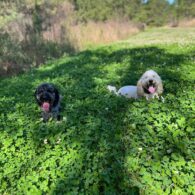 Lauren Alaina's pet Goldendoodle