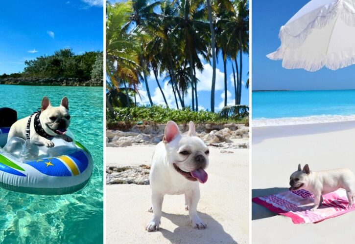 Meet Walter Marbles: A Frenchie Beach Bum in the Bahamas