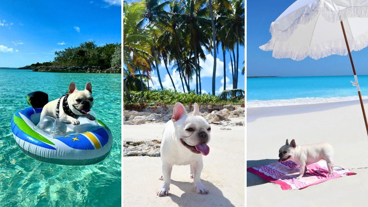 Meet Walter Marbles a Frenchie Beach Bum in the Bahamas