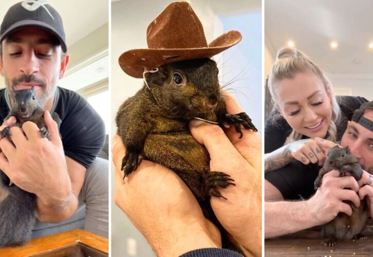 Outrage Growing After Peanut the Squirrel Influencer Was Unexpectedly Euthanized by Authorities