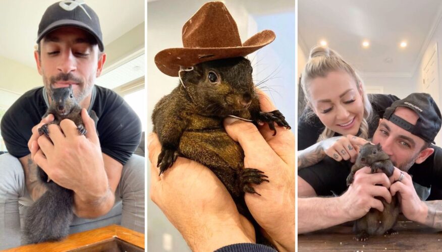 Outrage Growing After Peanut the Squirrel Influencer Was Unexpectedly Euthanized by Authorities