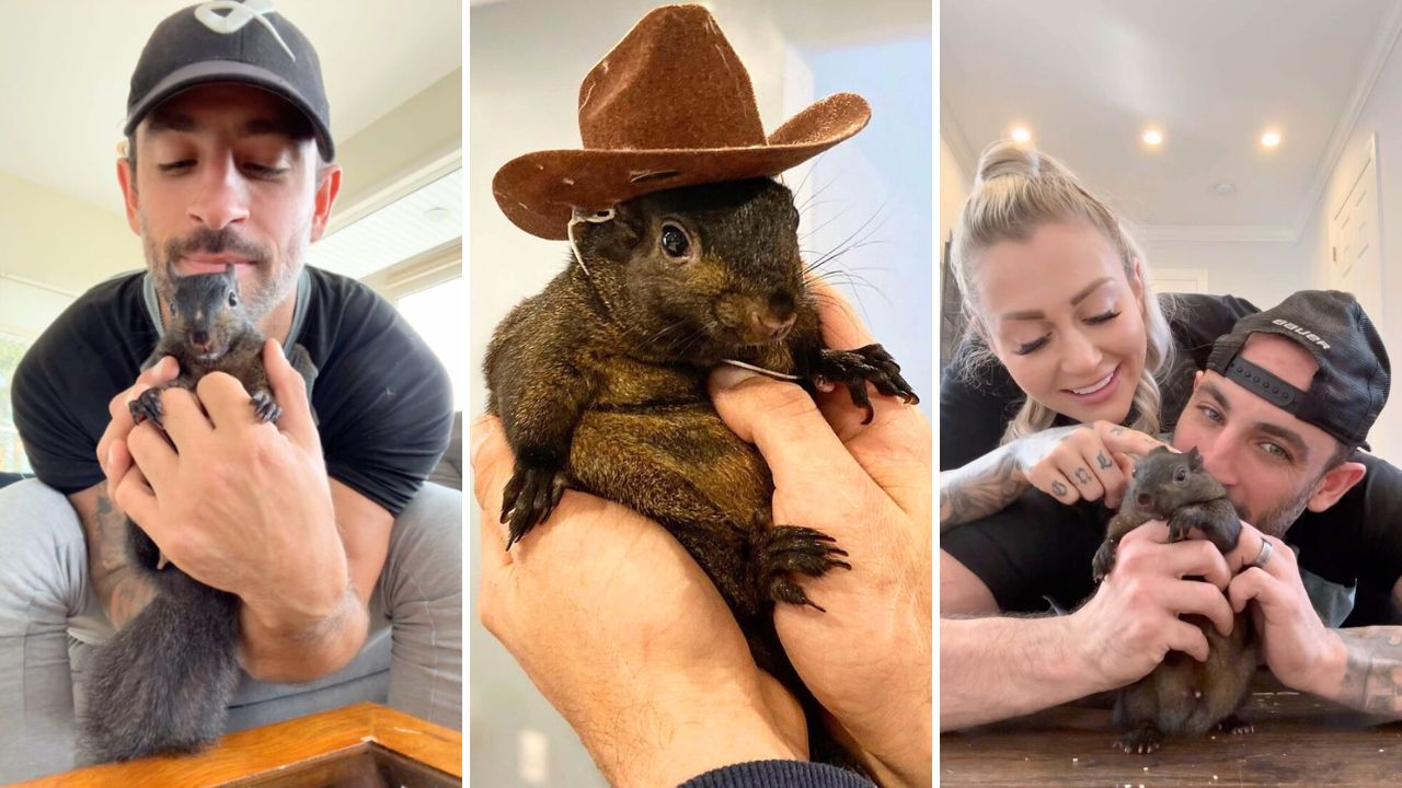 Outrage Growing After Peanut the Squirrel Influencer Was Unexpectedly Euthanized by Authorities