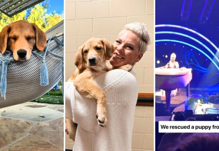 Pink Took a Foster Puppy on Tour to Promote Adoption, Ends up Adopting the Pup Herself