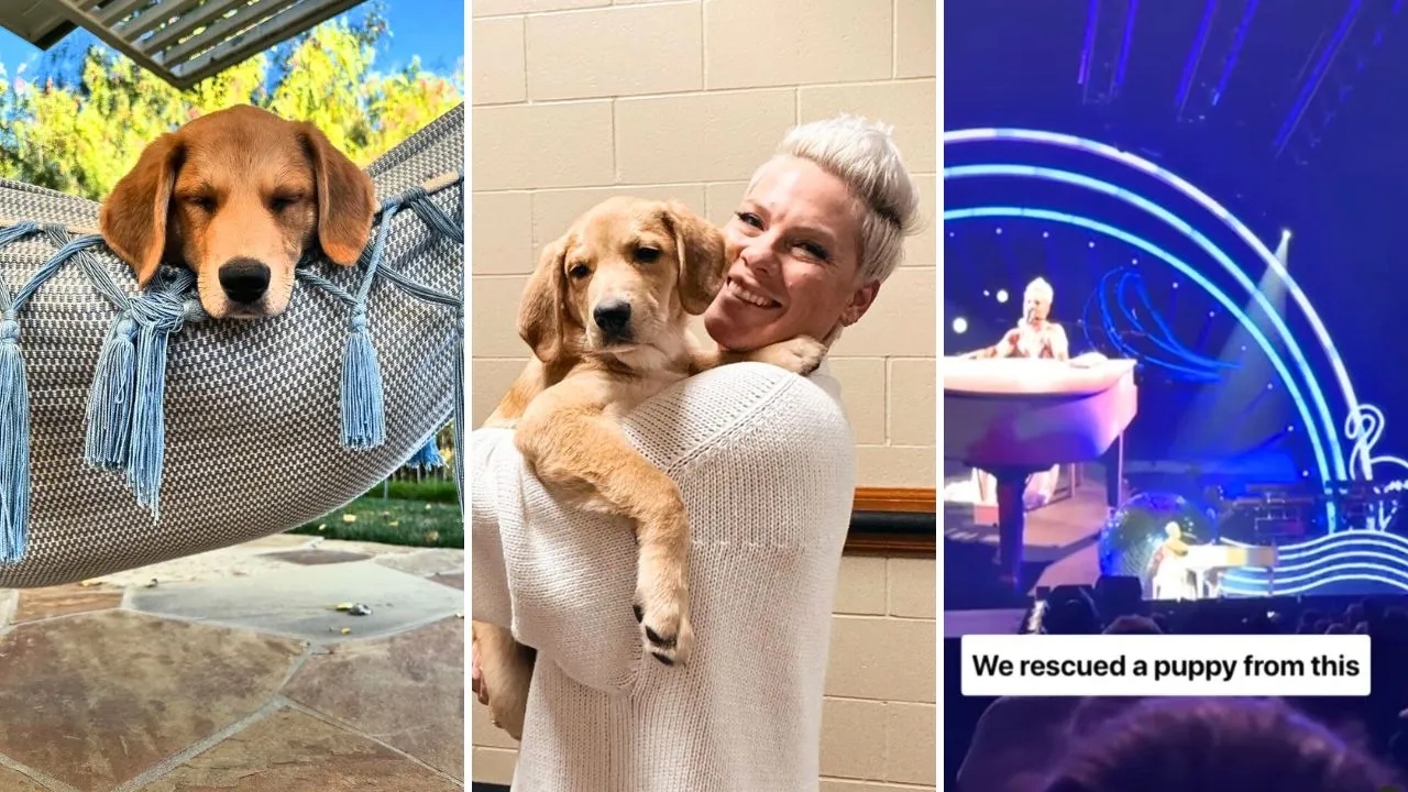 Pink Took a Foster Puppy on Tour to Promote Adoption, Ends up Adopting