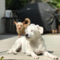 Rachelle Lefevre's pet Roux and Nugget