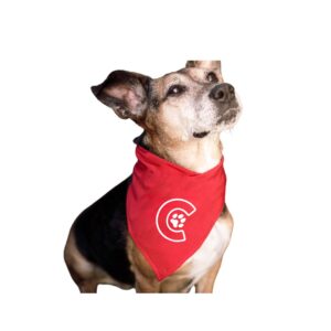 Celebrity Pets Dog Bandana