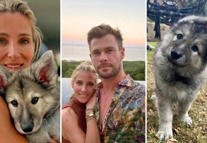 Chris Hemsworth and Elsa Pataky’s Reveal of New German Shepherd Puppy Sparks Backlash from Fans