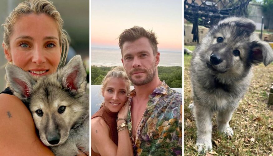 Chris Hemsworth and Elsa Pataky’s Reveal of New German Shepherd Puppy Sparks Backlash from Fans