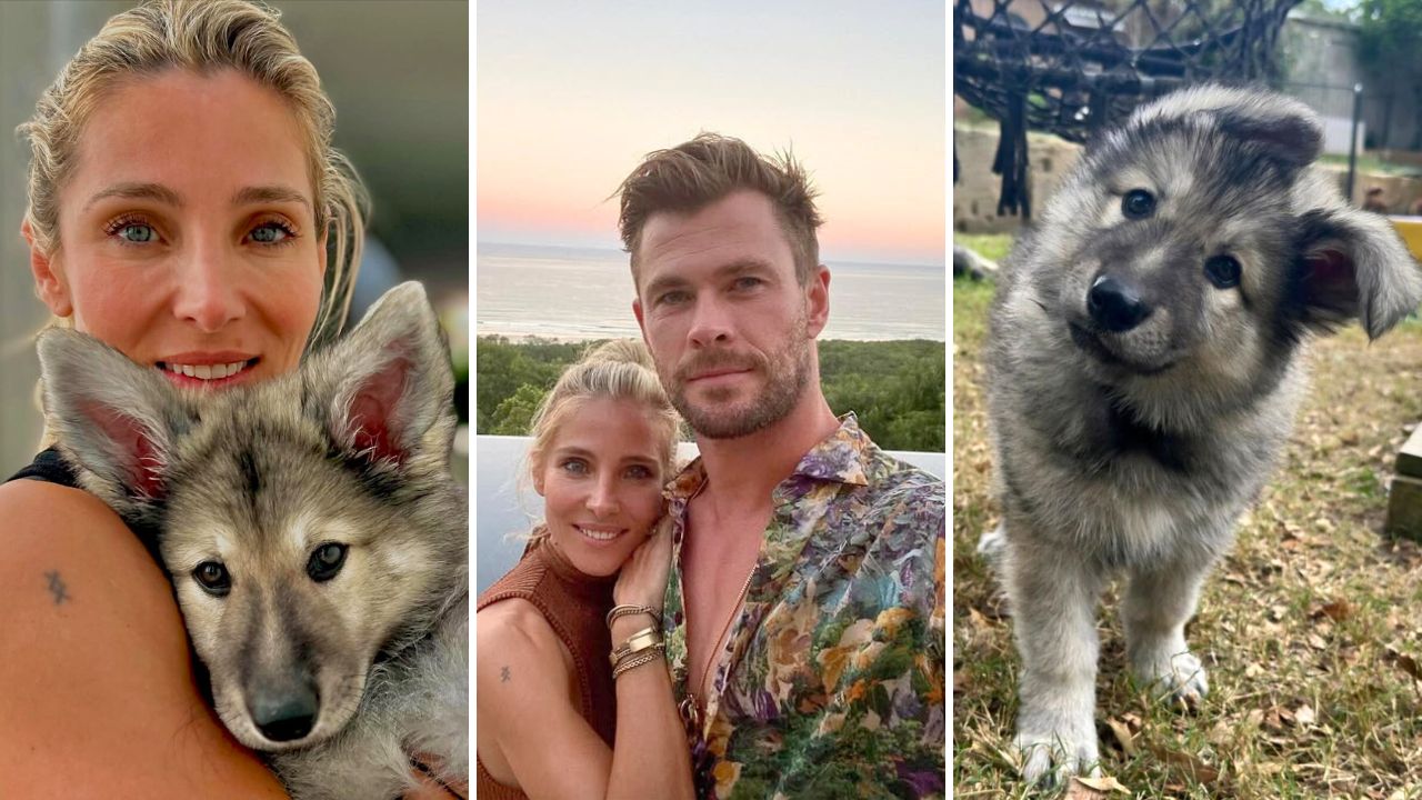 Chris Hemsworth and Elsa Pataky Reveal of New German Shepherd Puppy Sparks Backlash from Fans