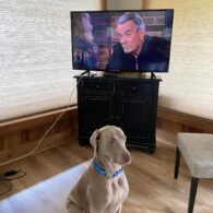 Eric Braeden's pet Weimaraner