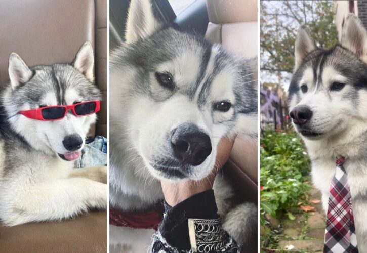 Interview with Kobe: The Christmas Hero Husky Who Saved His Block from an Explosive Gas Leak