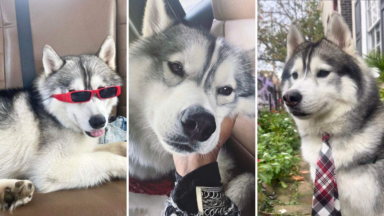 Interview with Kobe The Christmas Hero Husky Who Saved His Block from an Explosive Gas Leak