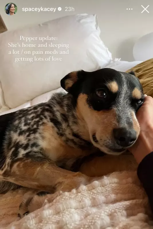 Kacey Musgraves dog pepper snake bite