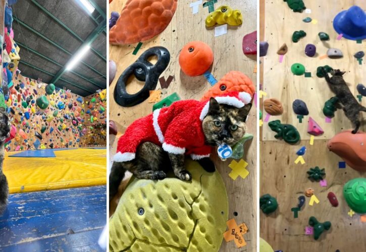 Meet Lalah the Rock-Climbing Rescue Cat