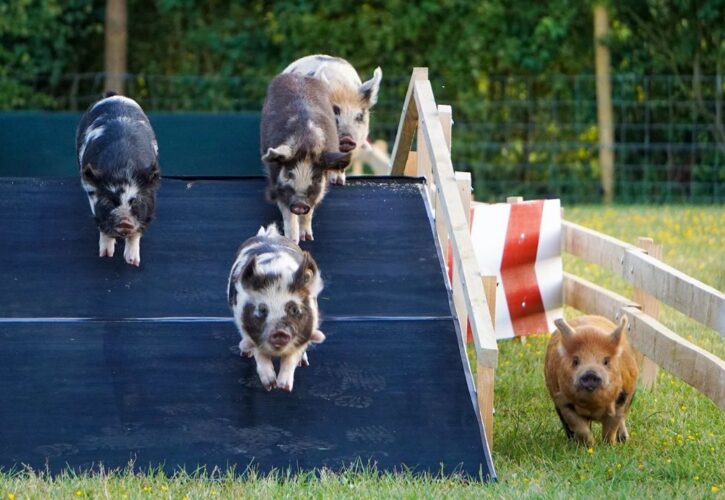 League of Pigs: An Adorable Mini-Pig Racing Championship You Need to Follow