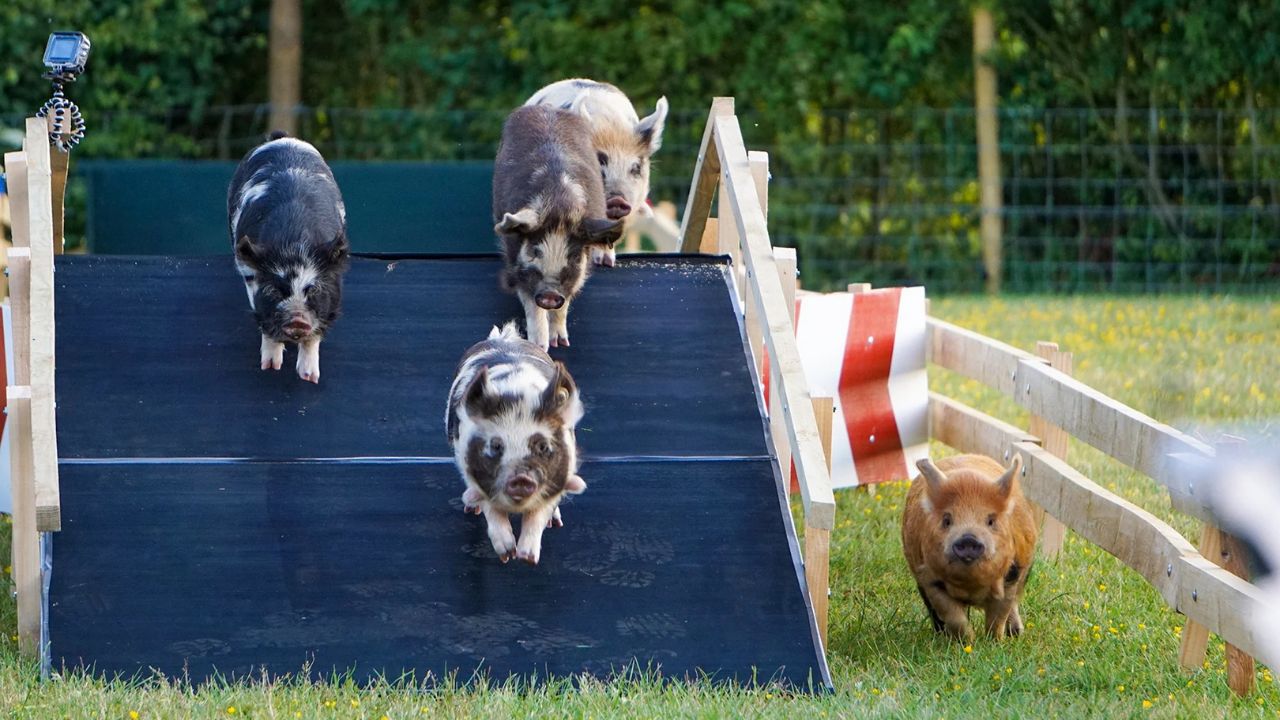 League of Pigs An Adorable Mini-Pig Racing Championship