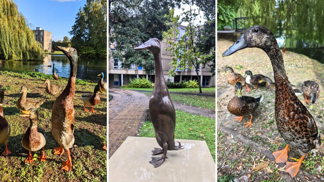 Long Boi the duck gets own memorial statue